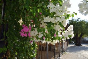 Bougainvillea tree in SIDE